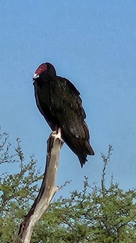 Antillean Turkey Vulture