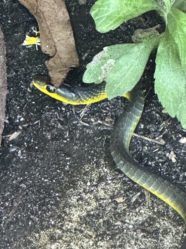 Common Tree Snake sighting