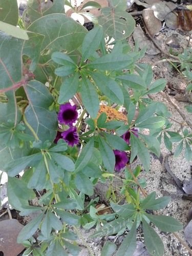 Ipomoea carolina