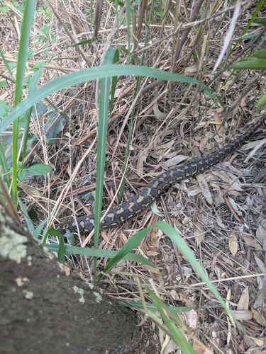 Coastal Carpet Python sighting