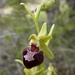 Ophrys sphegodes provincialis - Photo (c) mercantour, kaikki oikeudet pidätetään, lähettänyt mercantour