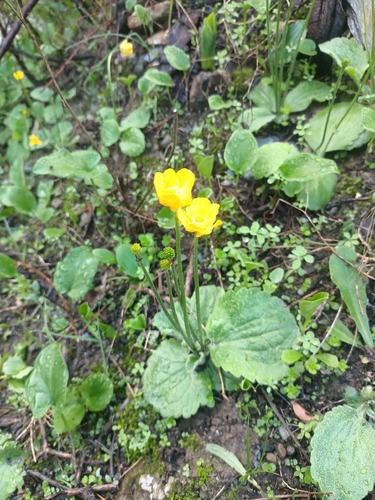 Autumn Buttercup
