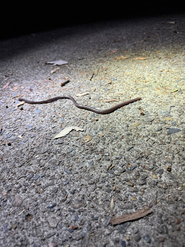 Blackish Blind Snake sighting