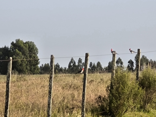 Red-crested Cardinal