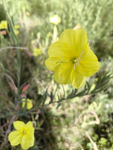 Oenothera affinis