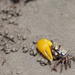 Banana Fiddler Crab - Photo (c) Joanne Rapley, all rights reserved