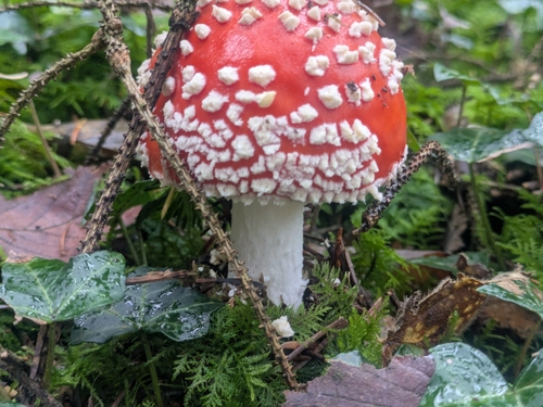 Fly Agaric