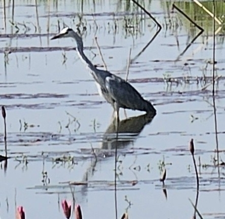 Grey Heron