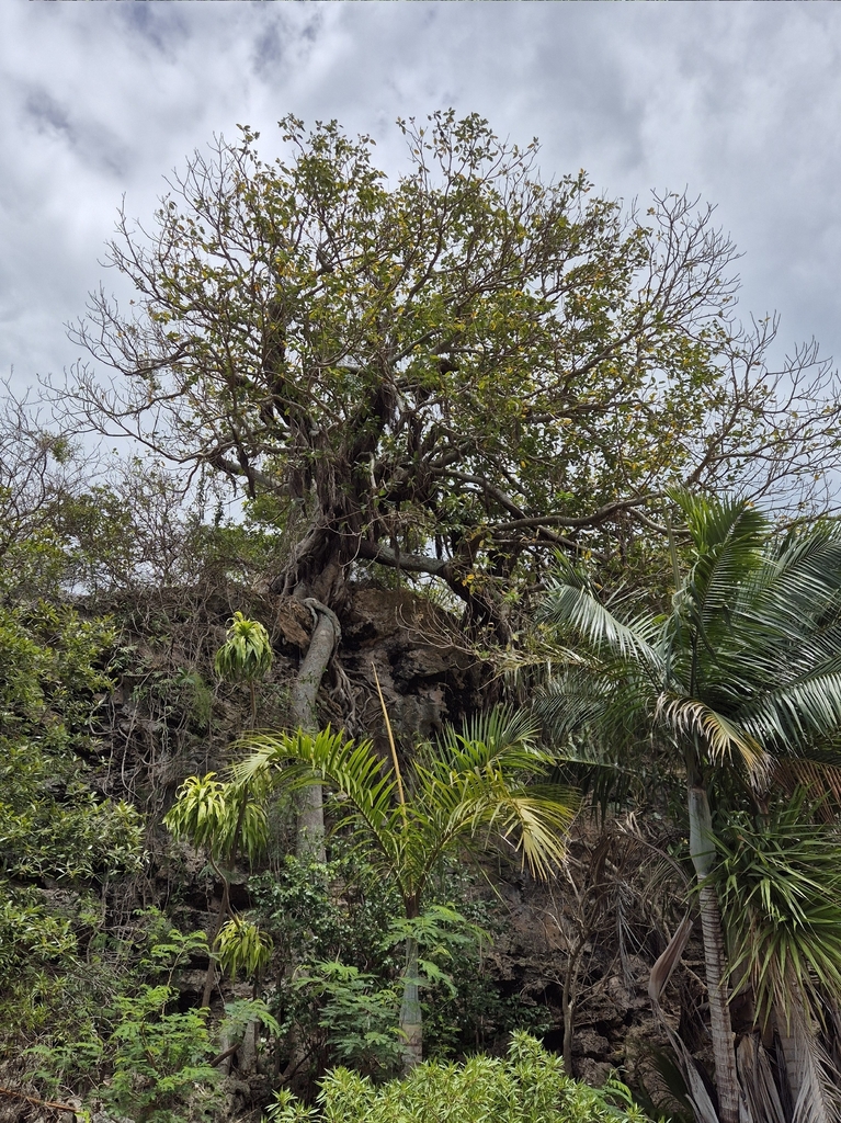 Ficus rubra (Ficus rubra)