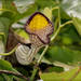 Aristolochia triangularis - Photo (c) RAP, all rights reserved, uploaded by RAP