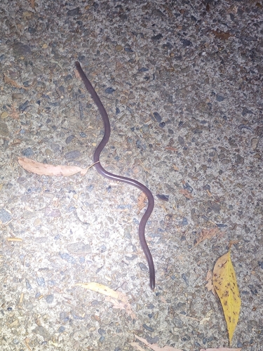 Blackish Blind Snake sighting