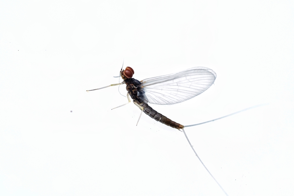Lulaby Insect Labiobaetis from 中国贵州省贵阳市南明区 on November 15, 2025 at 09:50 AM by 綾蛾 ...