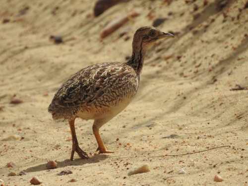 White-bellied Nothura