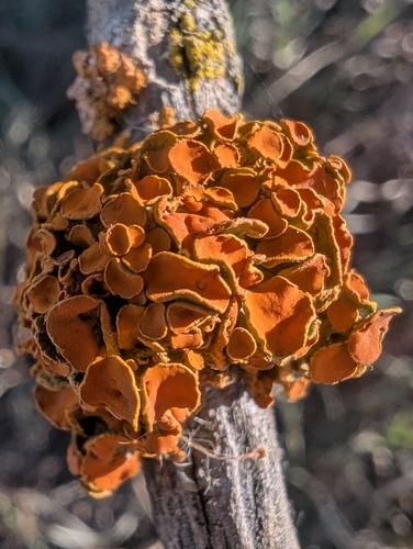 Pin-cushion Sunburst Lichen