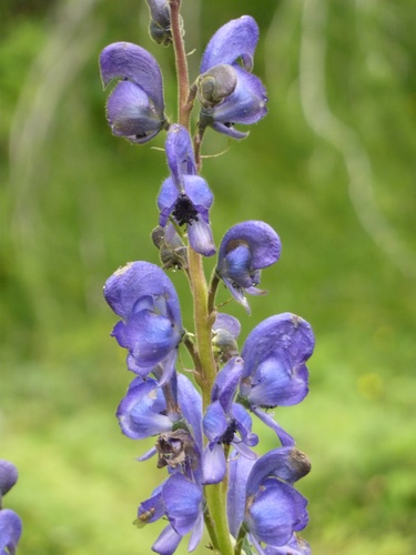Aconitum burnatii