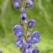 Aconitum burnatii - Photo (c) mercantour, all rights reserved, uploaded by mercantour