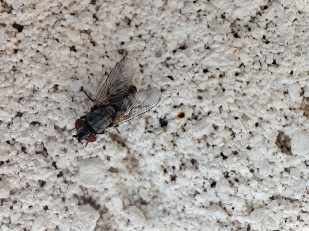 Israeli Fly Insect Satellite Flies from שבטי ישראל/האמנויות, רמת השרון, ישראל on November ...