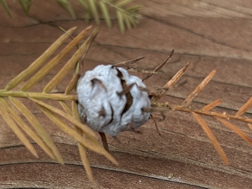 Unknown species found near Misty Glen, Columbia, MO, US