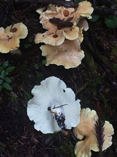 Albatrellus avellaneus Pouzar