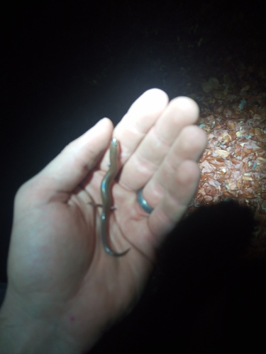 Sundevall's Writhing Skink