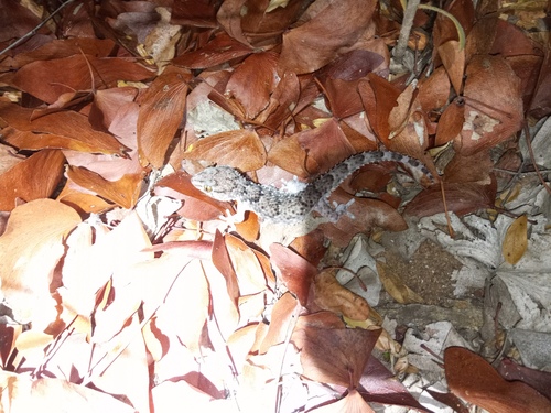 Turner's Thick-toed Gecko