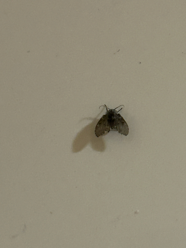 Unknown species found near Leader Ave, Lexington, KY, US