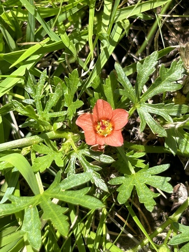 Bristly Mallow