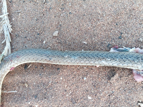 Olive Whip Snake