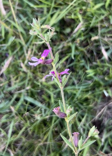 sticky waxweed