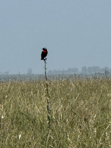 White-browed Meadowlark