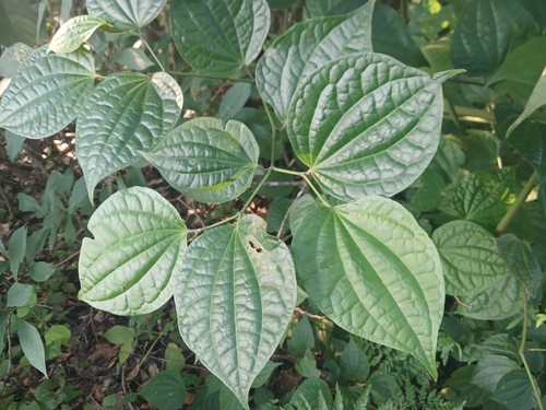 Higuillo de limon (Piper cobanense)