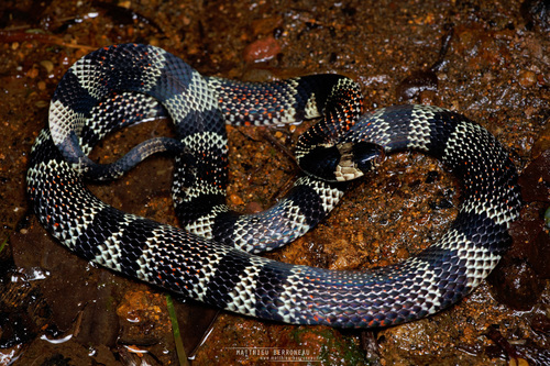 Aesculapian False Coral Snake