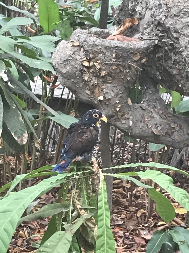 birds-in-january-2020-by-solorzano-man-ging-carlos-andres-inaturalist