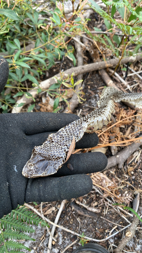 Red-bellied Black Snake sighting