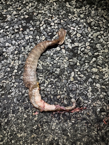 Southern Death Adder sighting