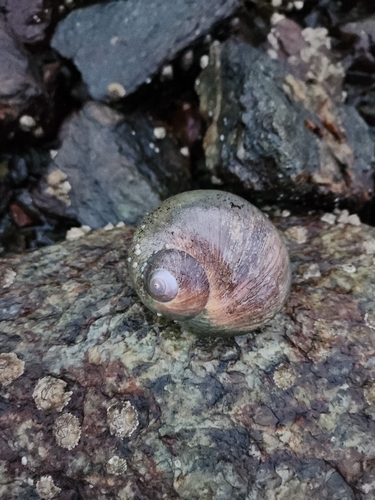 Lewis's Moon Snail