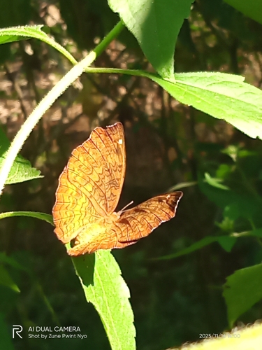 Common Castor Butterfly