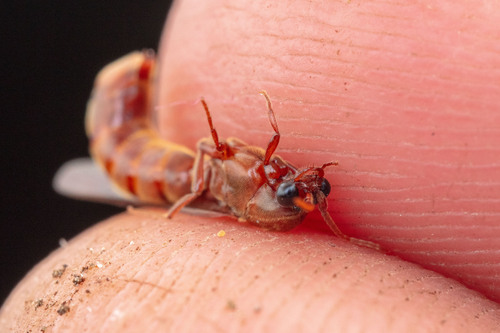 Neivamyrmex fumosusNeivamyrmex fumosus