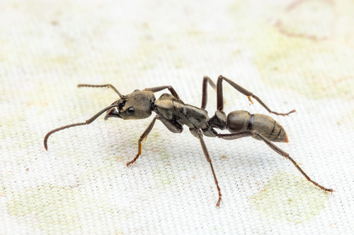 Neoponera curvinodisNeoponera curvinodis