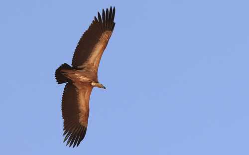 Eurasian Griffon