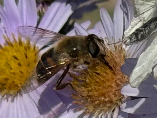 Common Drone Fly
