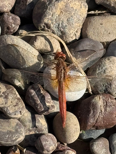 Broad Scarlet