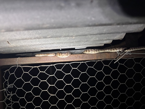 Children's Python sighting