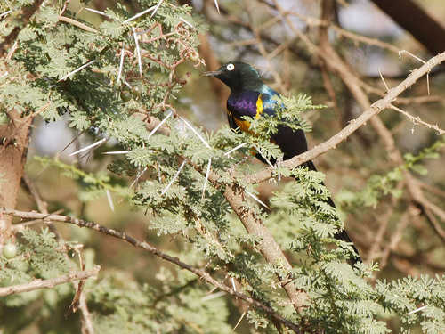 Golden-breasted Starling