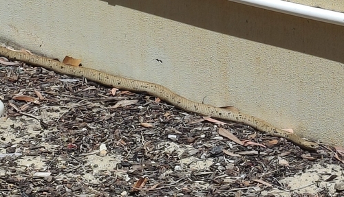 Mainland Dugite sighting