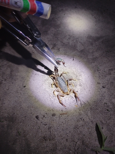Granulated Thick-tailed Scorpion