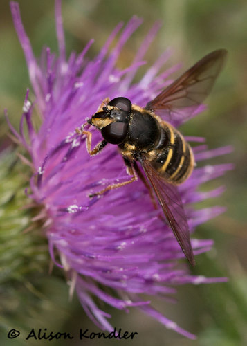 Western Pond Fly