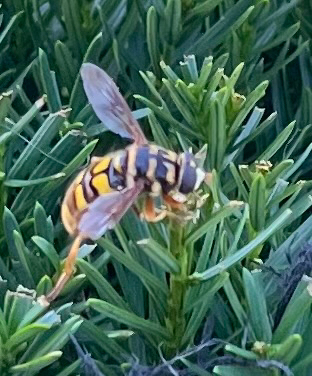 Unknown species found near Cracker Rd, Morristown, TN, US