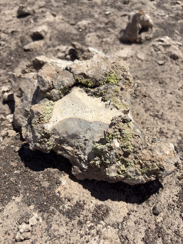 Acarospora chlorophana