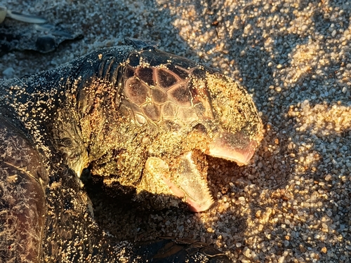 Chelonia mydas